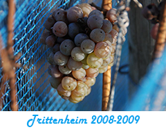 Trittenheim