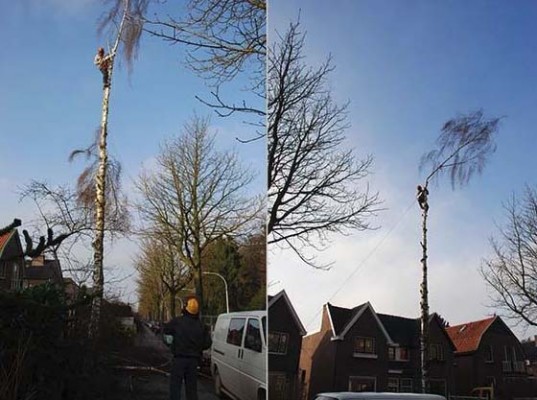 rooien boom