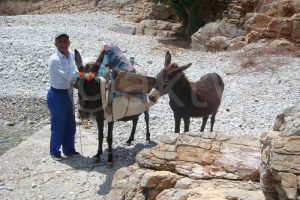 Sariá, Karpathos, Griekenland, ezel