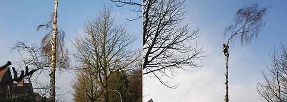 rooien boom